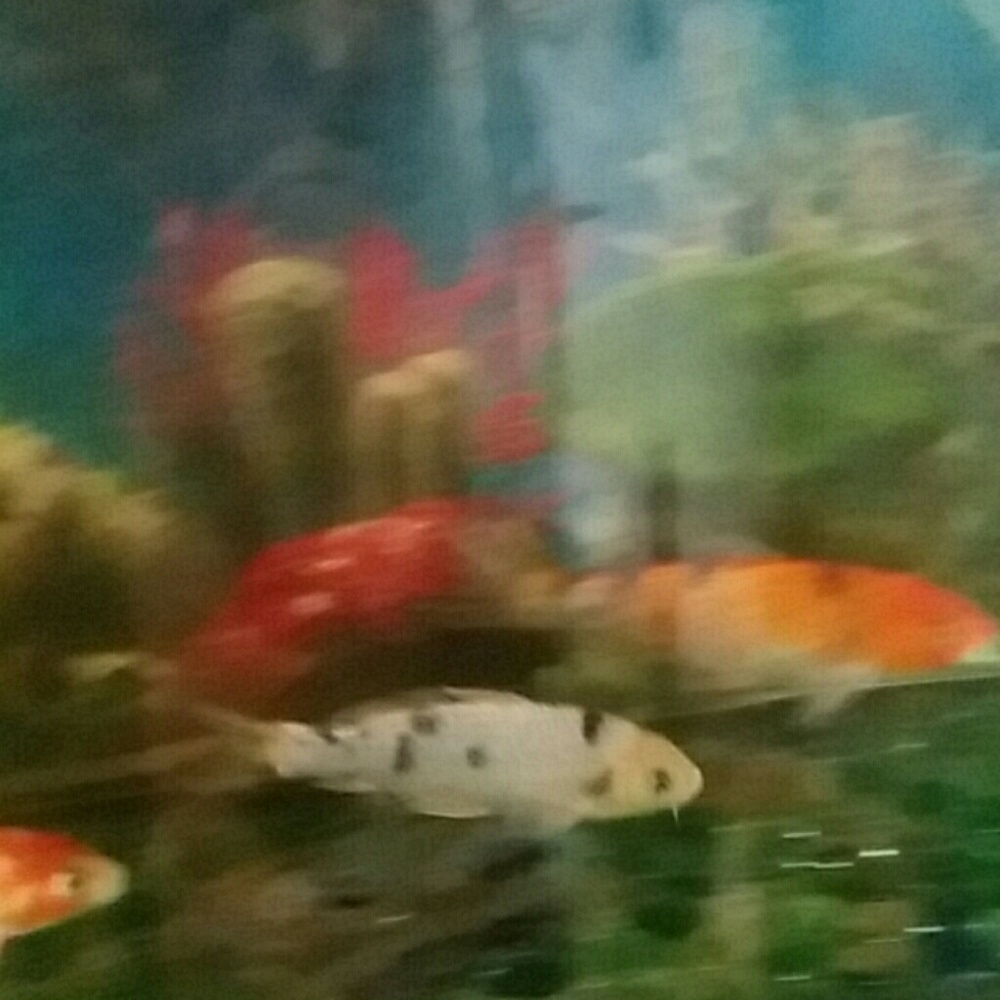 Meet your Posher, Christine